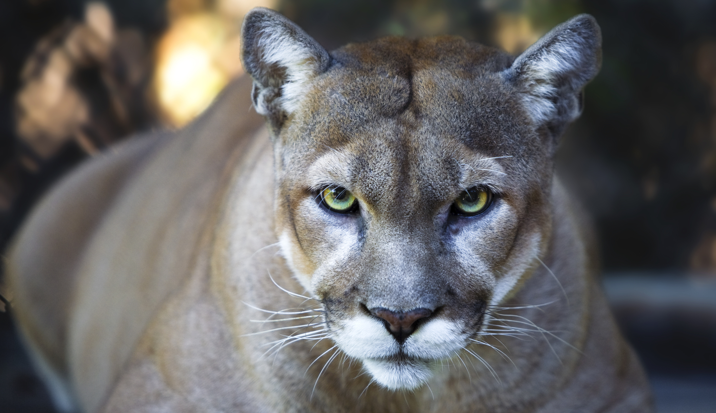 ‘Lethally removed’: Officials kill three mountain lions discovered eating human remains