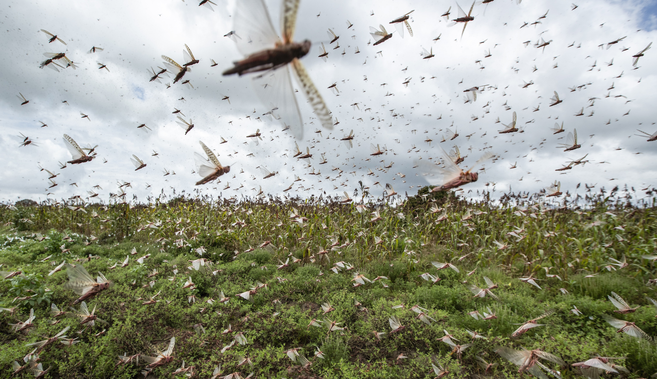 ‘We must act immediately’: Swarms of locusts in Africa are worst in decades