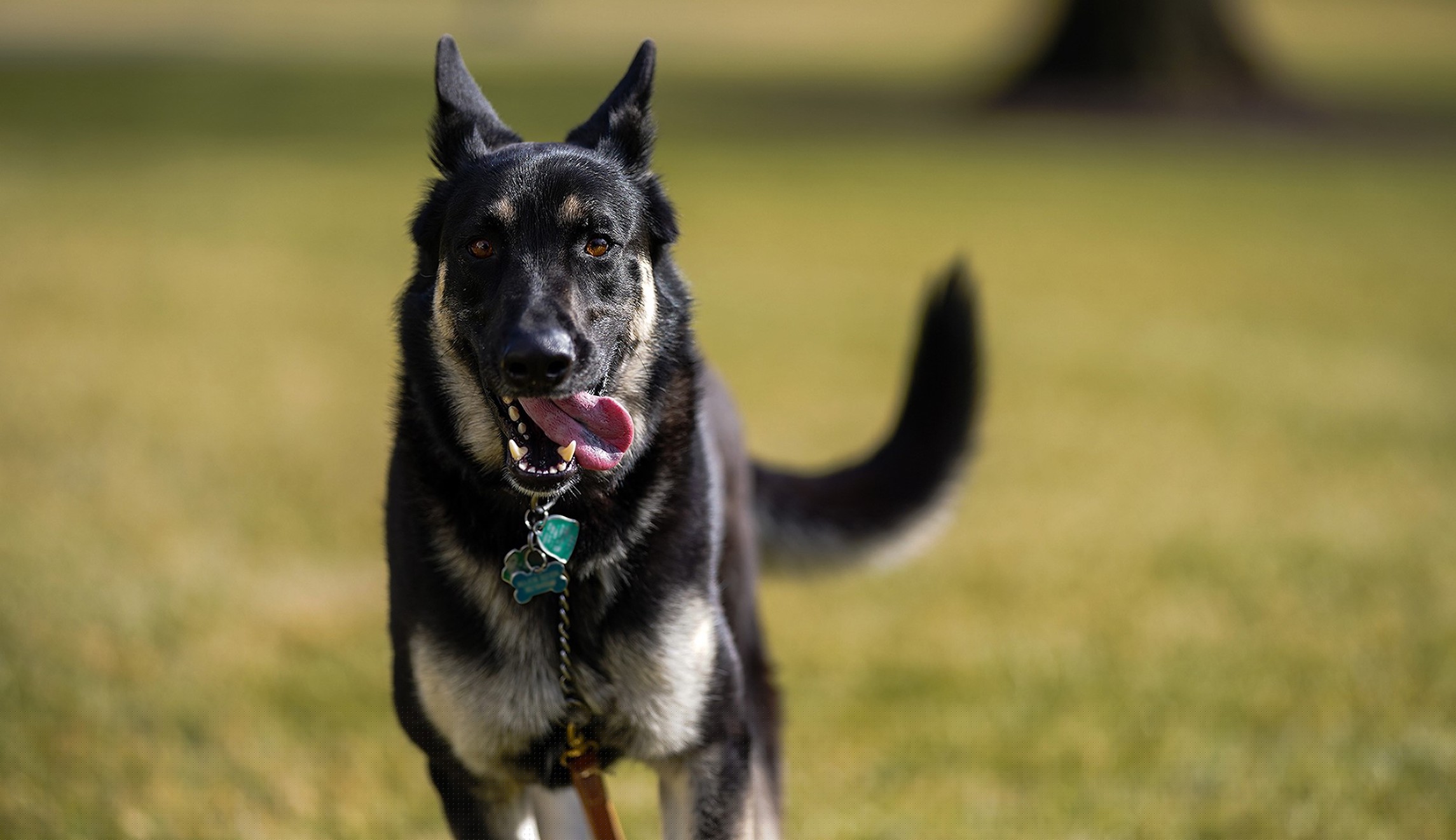 White House confirms incident involving Biden’s dog Major and says dogs will return