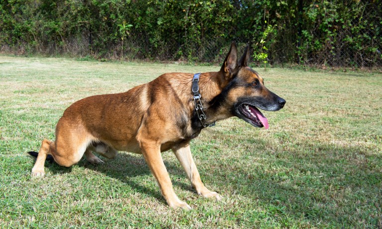 Hero military dog who cornered ISIS leader to remain anonymous for now, says top US general