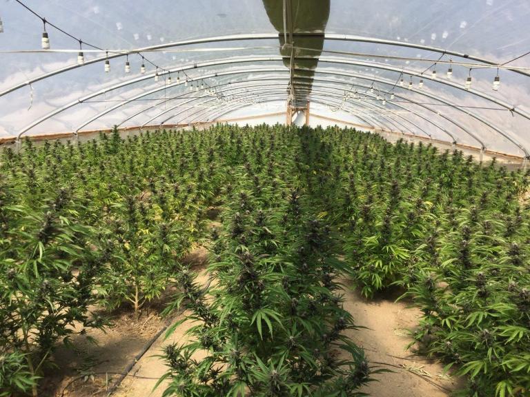 Illegal marijuana farm seized by law enforcement in Los Angeles County
