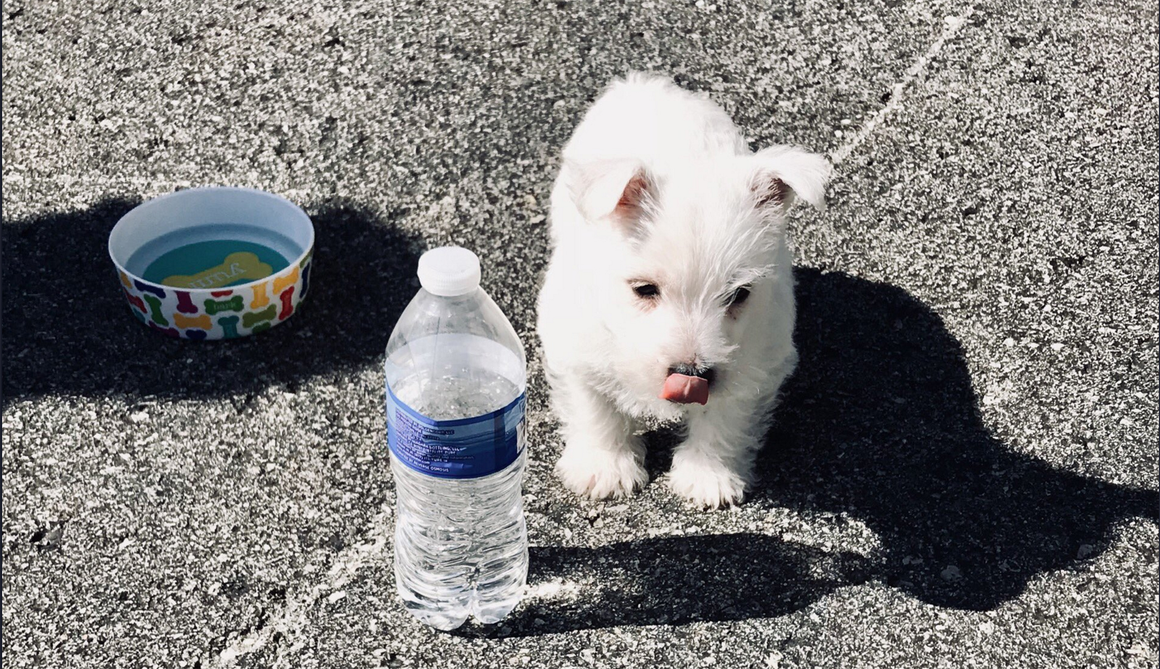 Paws on the ground: Luke Messer and family hit Indiana campaign trail with adorable puppy