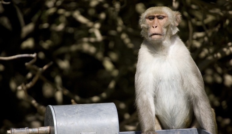 A rhesus macaque monkey pauses while drinking from a water trough on Cayo Santiago, known as Monkey Island off the eastern coast of Puerto Rico, Tuesday, July 29, 2008.