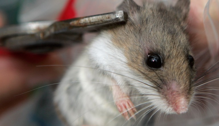 A female deer mouse has a monitor attached to her left ear at the Adirondack Ecological Center in Newcomb, N.Y., Wednesday, Oct. 3, 2007. Scientists attribute higher populations of rodents and small mammals in the central Adirondack Mountains to a big seed and berry crop last year, particularly from beech trees, but also from oaks, hickories, maples and conifers.