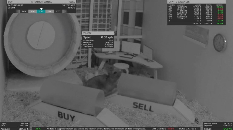 Crypto-trading hamster scampers past Bitcoin, S&P 500, and Warren Buffett