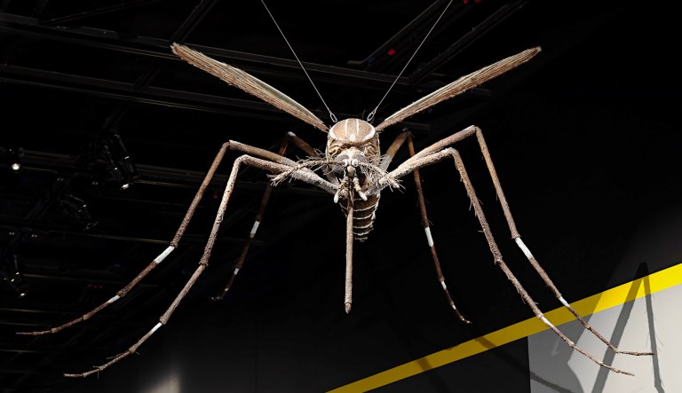 This photo shows a giant model of a mosquito, which is part of the "Outbreak:  Epidemics in a Connected World" exhibit at the Smithsonian National Museum of Natural History.
