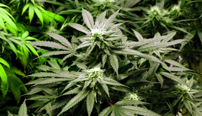 Biden looks at rescheduling marijuana in time for the 2024 election