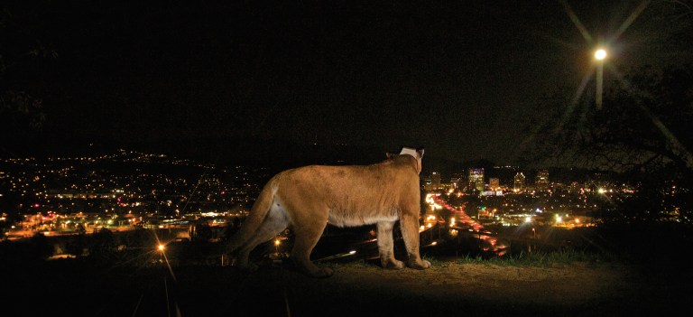 P-22 surveys the city of Los Angeles from the Hollywood Hills.
