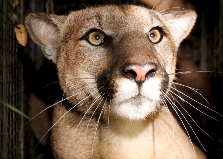 This photo provided by the National Park Service shows cougar known as P-81.