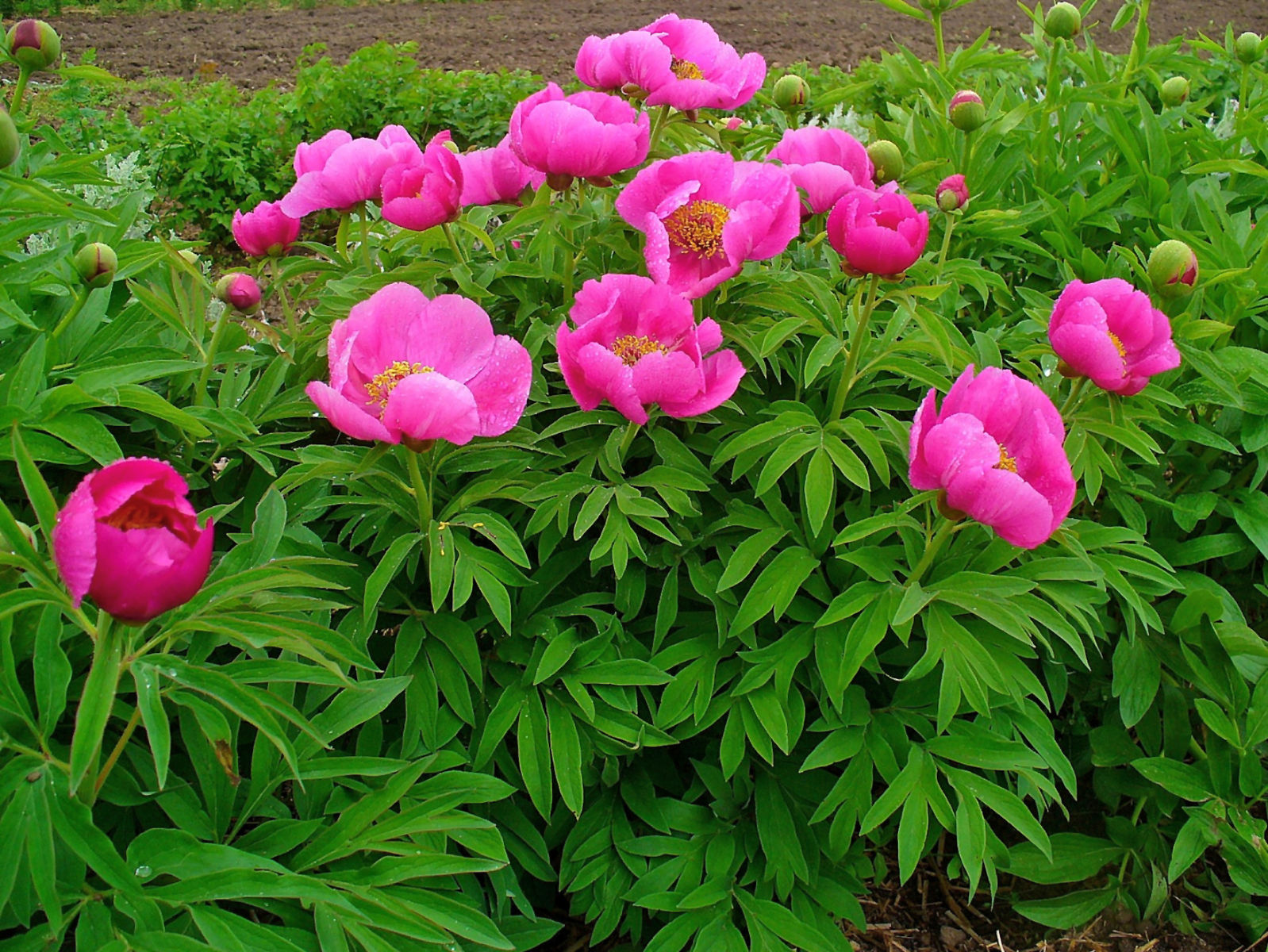 Prufrock: The Stanford Prison Experiment Sham, Jane Kenyon’s Peonies, and Living in France