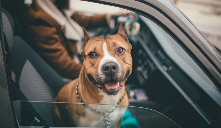 ‘Excited to see him’: Volunteers drive stolen dog 2,000 miles home for Christmas