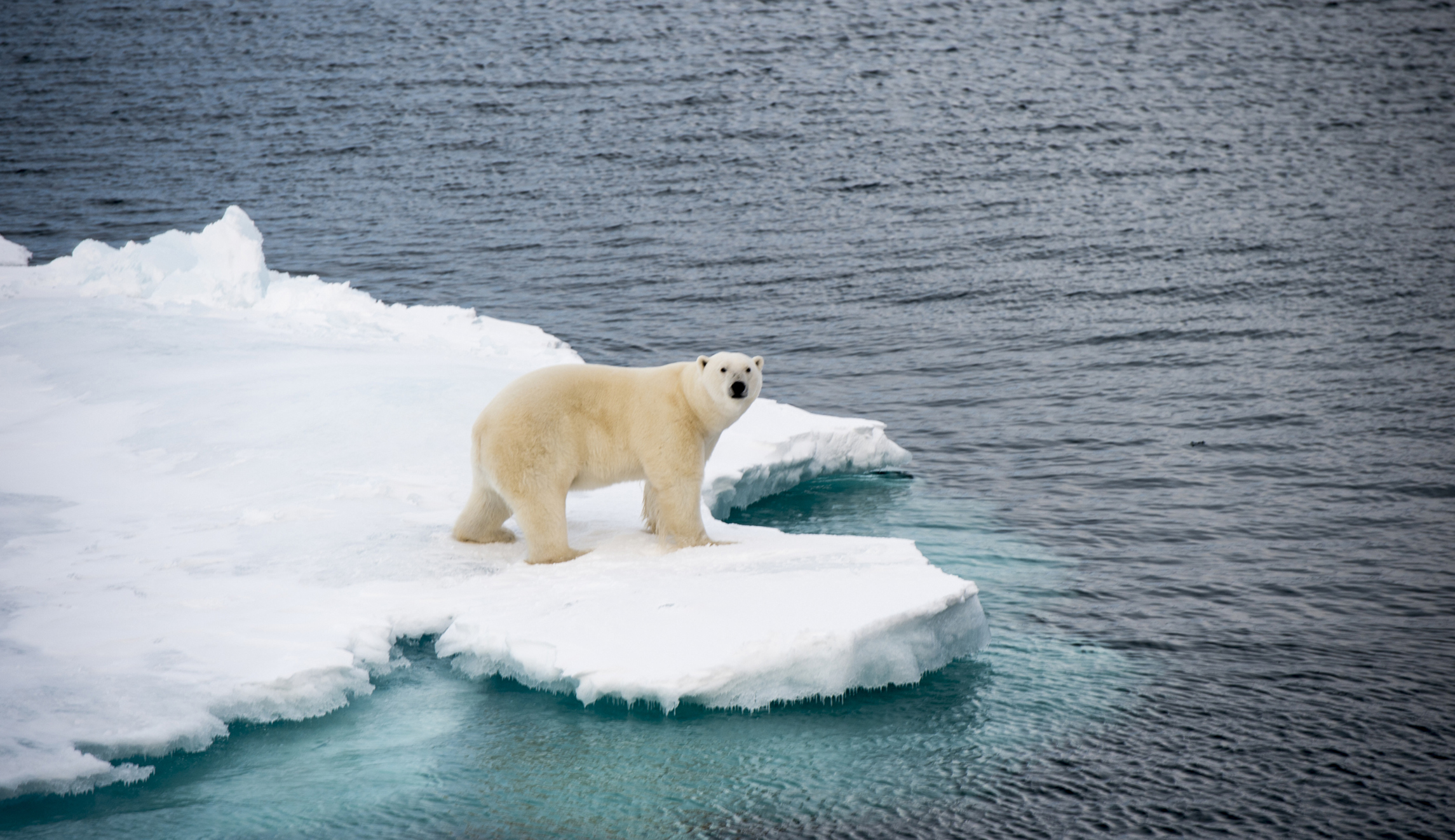 Greenpeace co-founder joins climate change skeptics