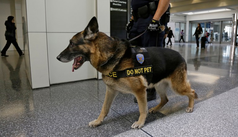 Police officer Dennis Martinez walks with his German Shepard dog Denny, both with the K9 unit, while on patrol at San Francisco International Airport on Tuesday, March 22, 2016, in San Francisco. Security was more visible at the airport following the blasts in Belgium.