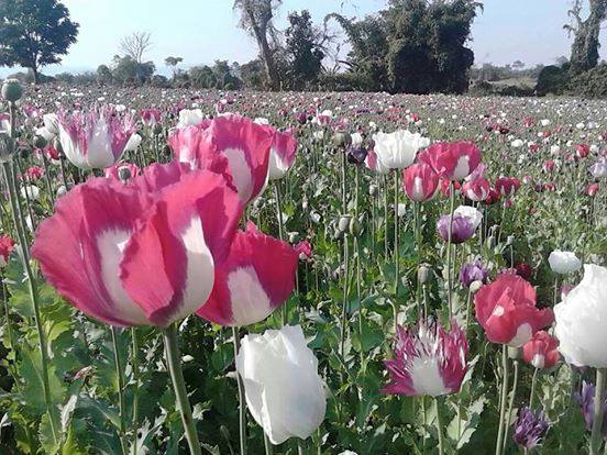 Prufrock: Fitzgerald’s Medieval Stories, a History of Opium, and Bruegel’s Metaphysical Art