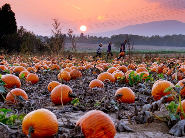 People collect pumpkins on a field in the outskirts of Frankfurt, Germany, as the sun sets Thursday, Oct. 18, 2018.