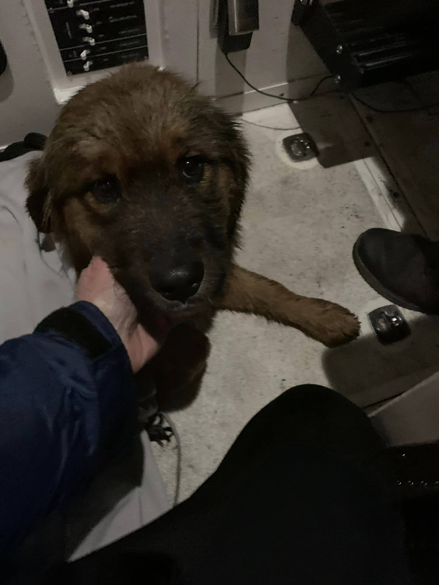 Ruff seas: New York puppy escapes owner, swims across Hudson to New Jersey