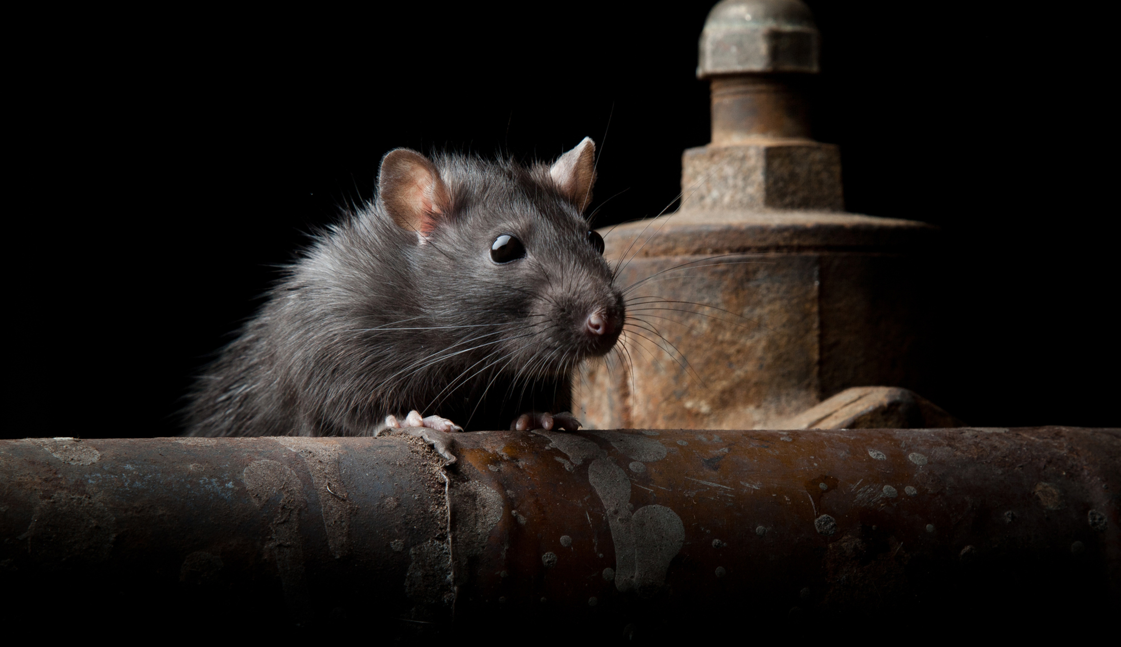 Rat stars in live Baltimore news report after Trump called city rodent infested
