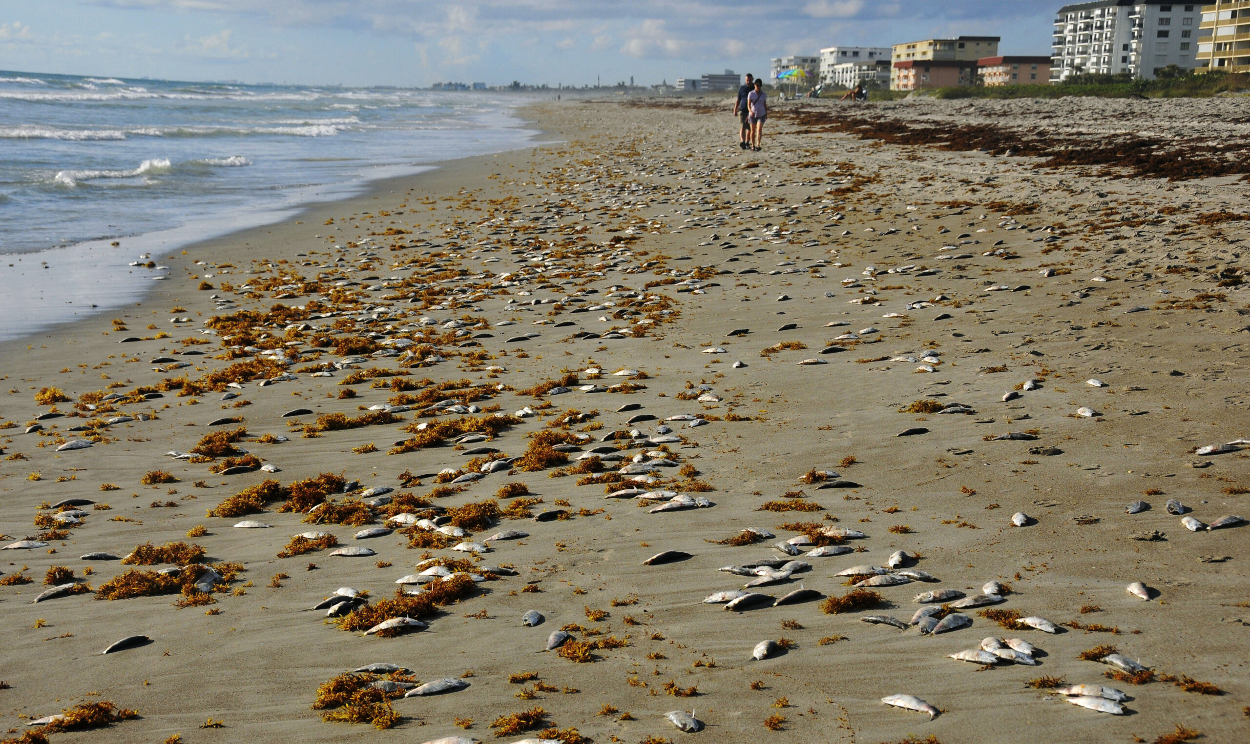 Investigation underway after Florida police officer runs over man lying on beach