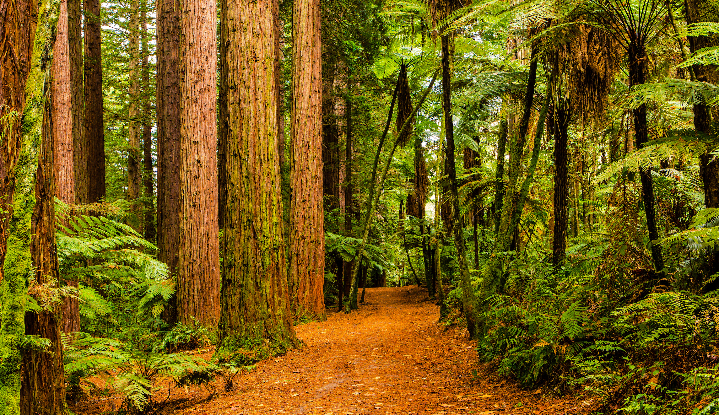Hiker killed on Christmas Eve by falling redwood tree