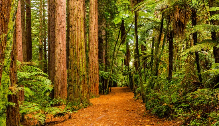 Hiker killed on Christmas Eve by falling redwood tree