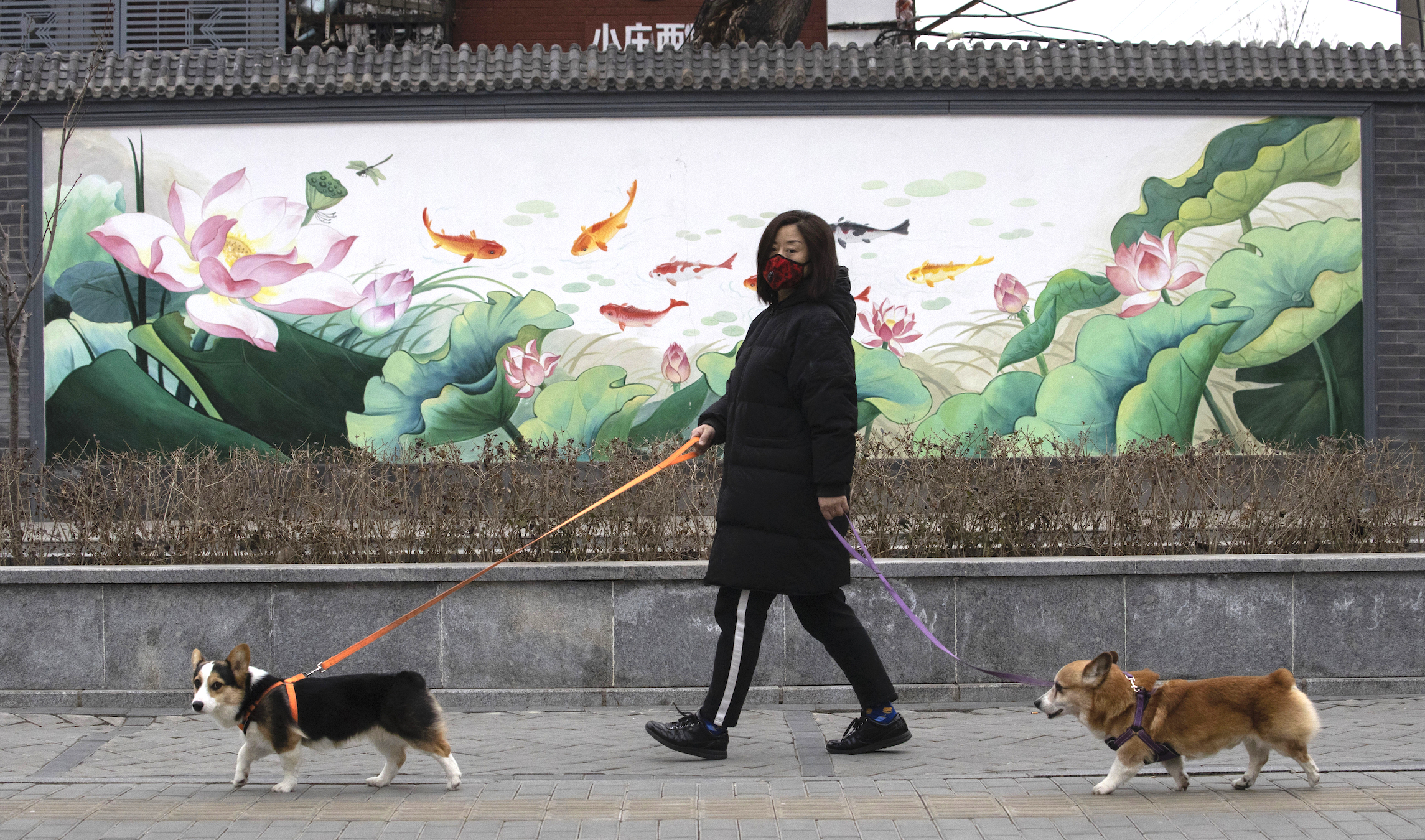 Dog in Hong Kong tests positive for coronavirus