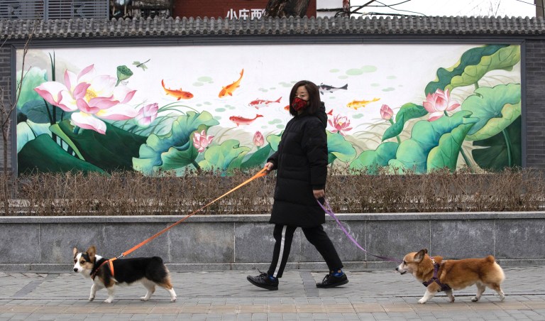 A resident wearing mask walks her dogs in Beijing, China on Tuesday, Feb. 25, 2020. 