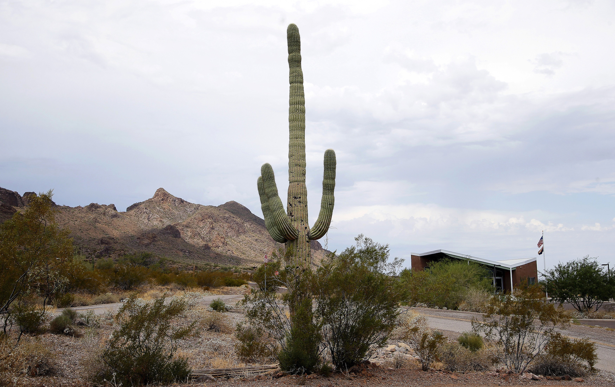‘Saguaros are very close to humans’: Outrage as cacti bulldozed for border wall