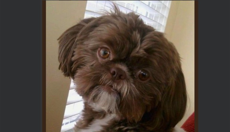 Healthy dog euthanized and buried with Virginia owner