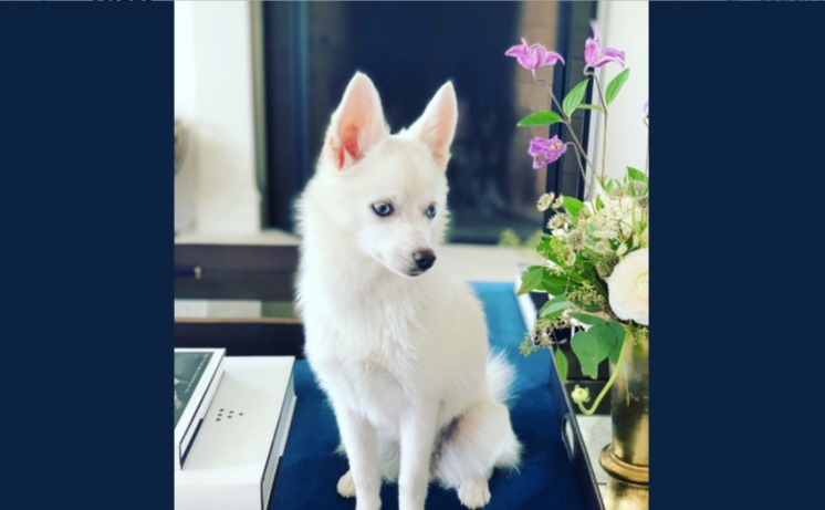 Ivanka Trump’s white dog is just a dog. Can we stop imposing race on animals?