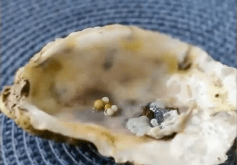 WATCH: Florida couple discovers five pearls in oyster meal