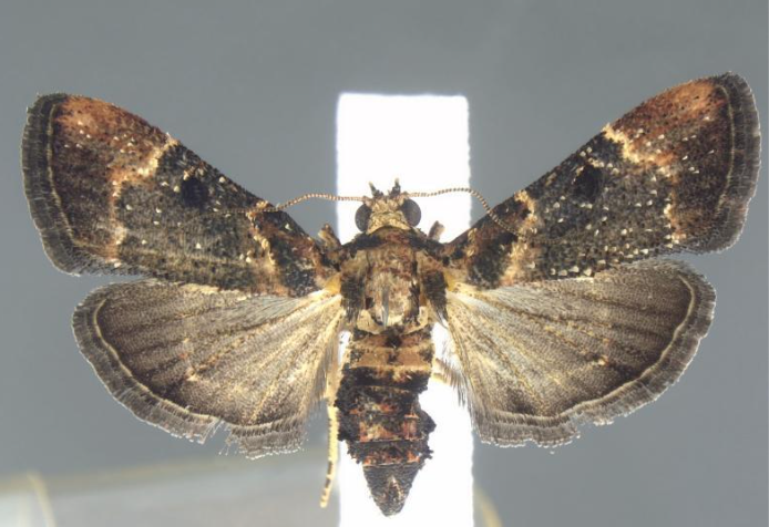 Moth species encountered for first time since 1912 at Detroit Metro Airport