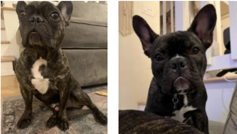 Two French bulldogs stolen from pregnant woman during armed robbery