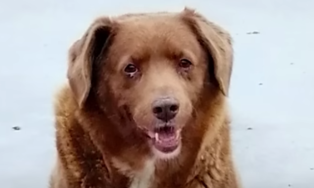 WATCH: Portuguese dog becomes oldest in world after almost being buried at birth