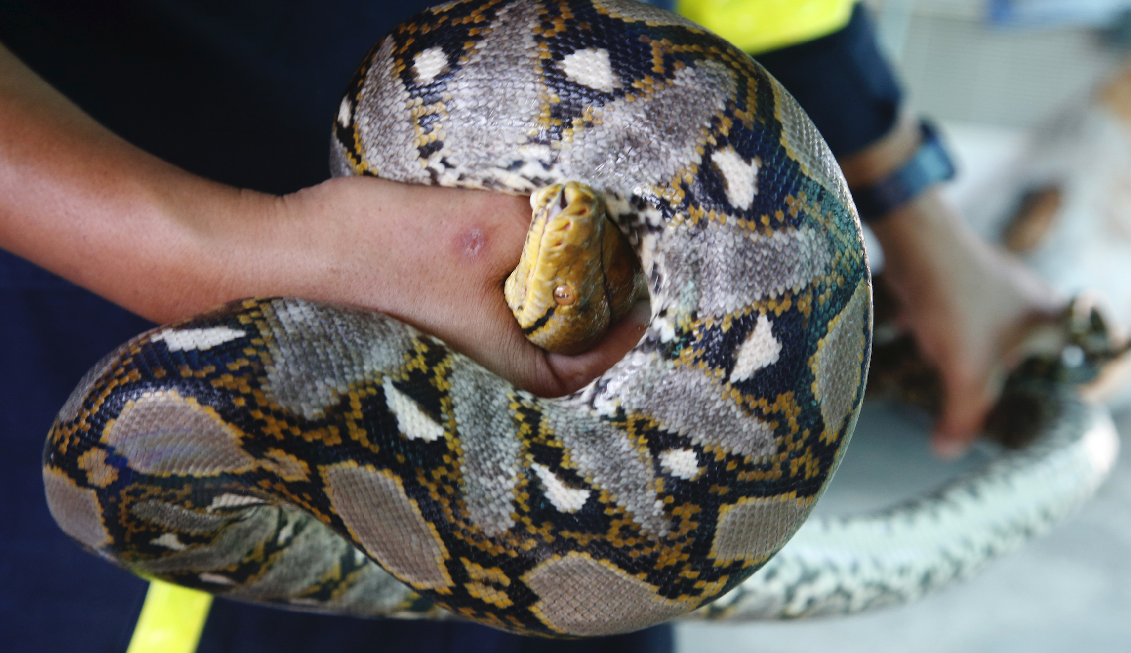 Woman dies with python wrapped around throat in sheriff’s home