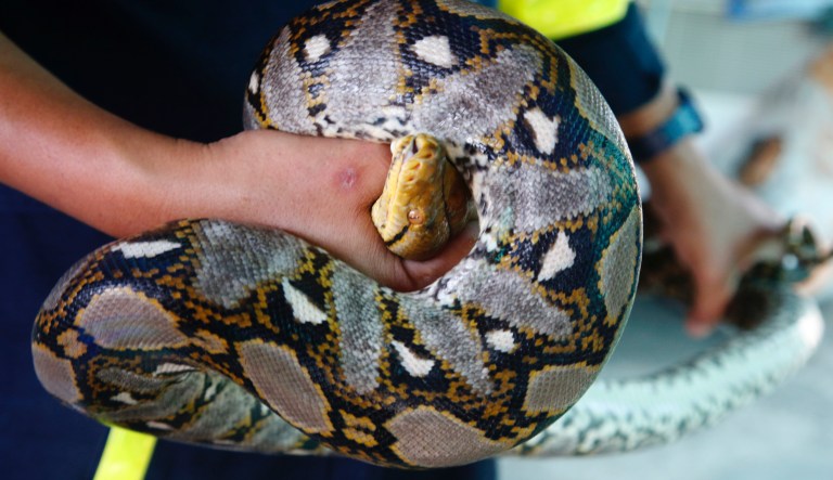Woman dies with python wrapped around throat in sheriff’s home
