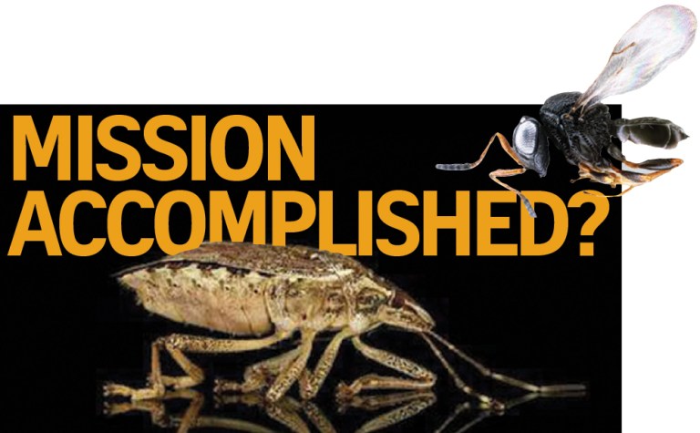 Stink bug invasion halted, but new pest threatens vineyards, trees