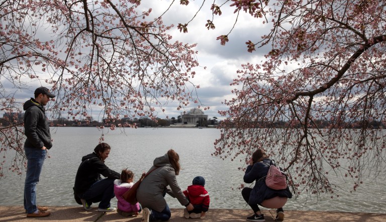 A family visits the cherry blossom trees along the tidal basin, Sunday, March 15, 2020, in Washington. Several events, including the parade, that are part of the annual Cherry Blossom Festival have been canceled due to coronavirus precautions. 