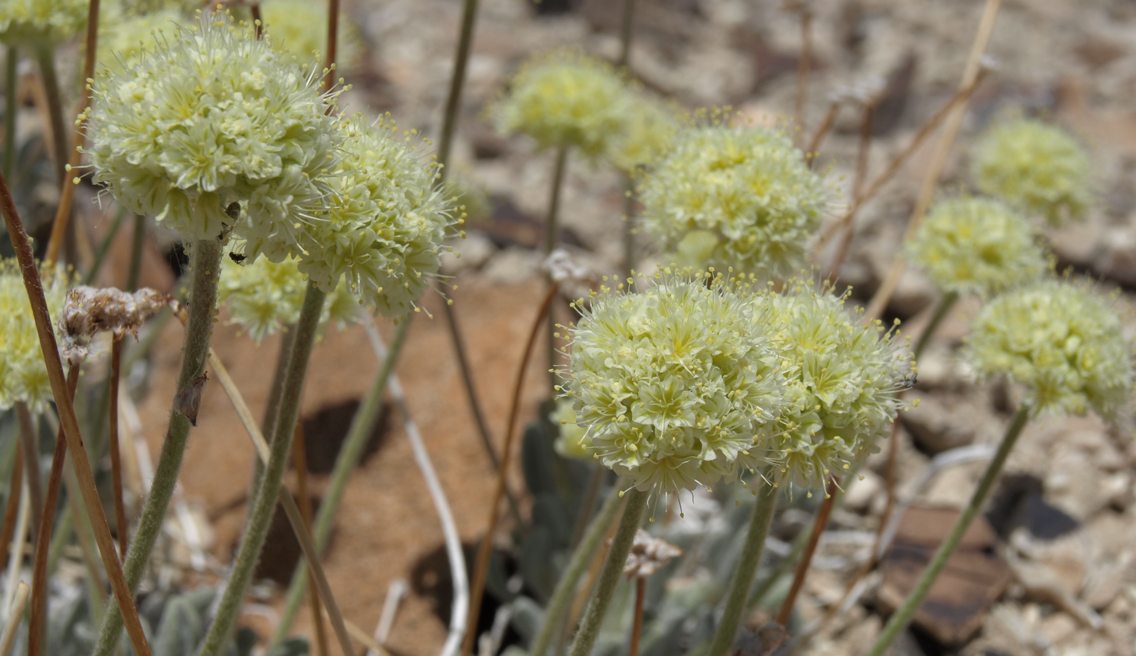 Proposal to list wildflower as endangered may threaten Nevada lithium mining plans