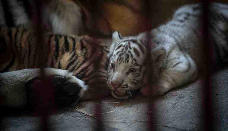 ‘Tiger King’ bill restricting private ownership of big cats passes House