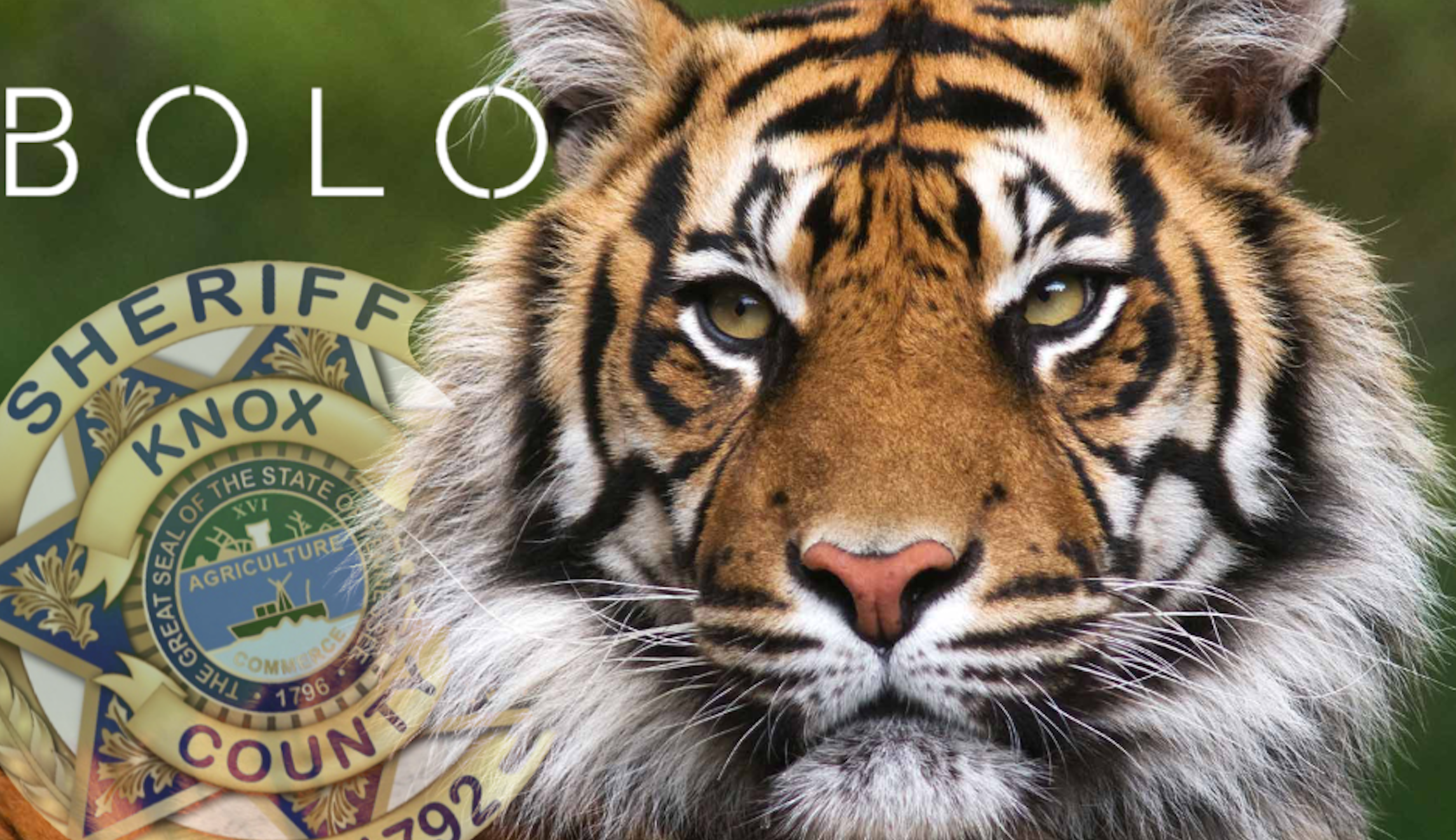 Tiger search underway after sighting in Tennessee industrial park