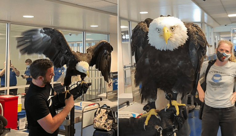 WATCH: Bald eagle undergoes TSA screening before flight