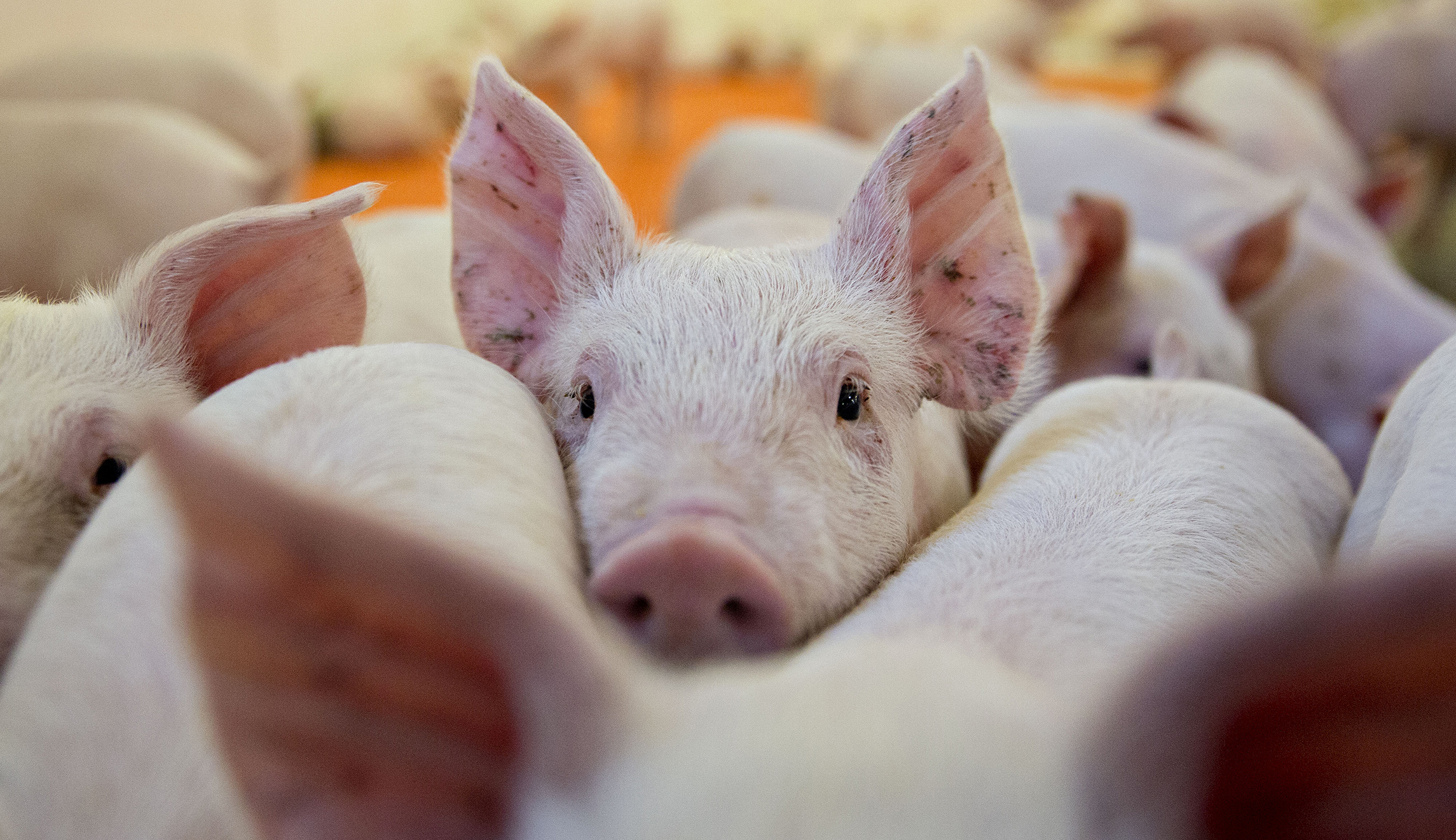 Can California Control the U.S. Pork Industry?
