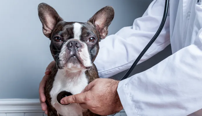 Anti-racism is coming to a vet clinic near you