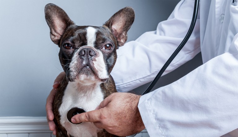 Anti-racism is coming to a vet clinic near you