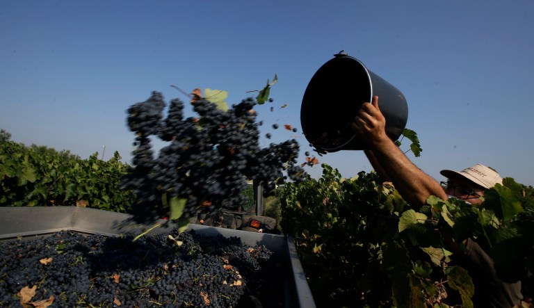 A worker places petit verdot grapes in a van during the grape harvest in the vineyard of Casale del Giglio, in Latina, near Rome, Wednesday, Sept. 16, 2020. Change can come slowly to Italyâs centuries-old wine industry, but in a matter of months the global pandemic radically altered the path from vine to table, beginning with the fall harvest.