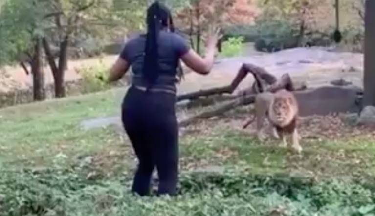 A woman dances in lion enclosure at Bronx Zoo