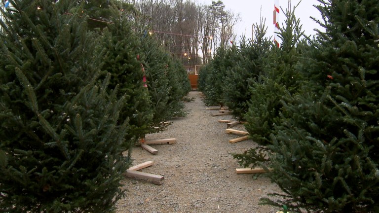 Christmas trees are expected to run out due to supply shortages