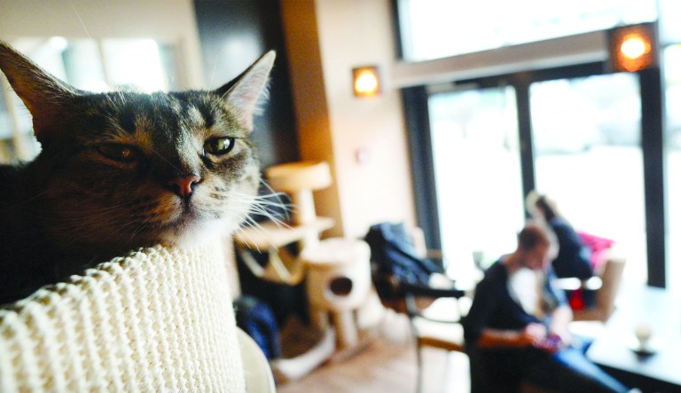The cat cafe is the new avocado toast
