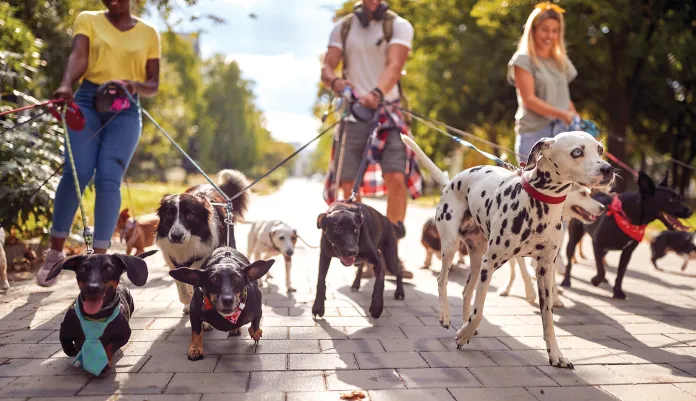 More dogs, less crime