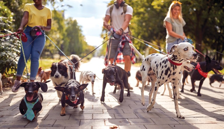 More dogs, less crime